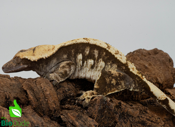 Crested Gecko - Adult Female