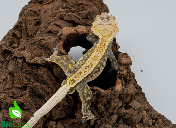 Crested Gecko - Adult Male