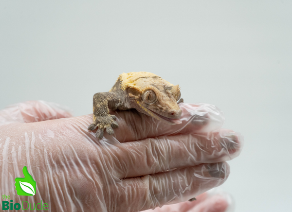 Crested Gecko - Adult Male