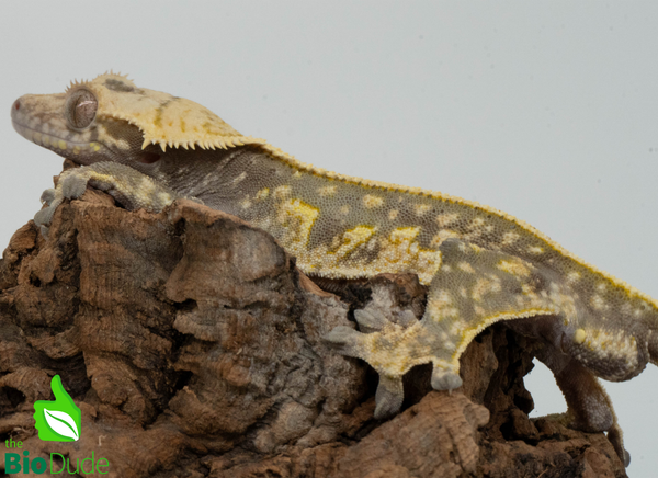 Crested Gecko - Adult Male