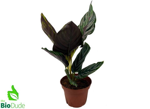 4" Pot Calathea White Star