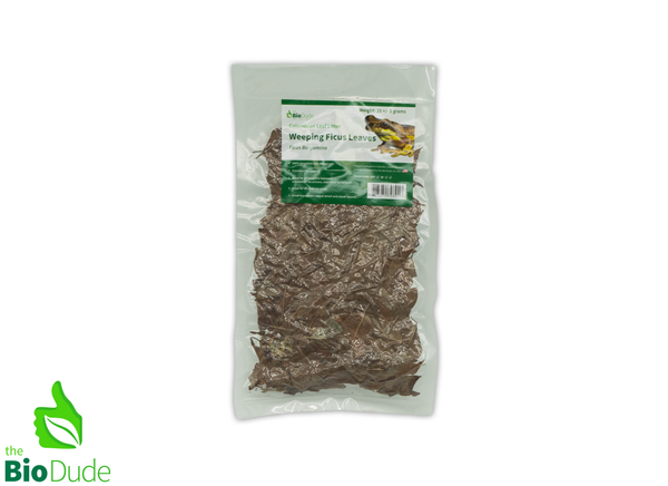Colombian Leaf Litter - Weeping Ficus Leaves - 40 +/- grams