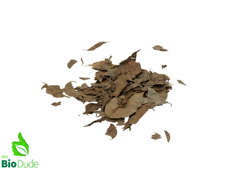 Colombian Leaf Litter - Weeping Ficus Leaves - 40 +/- grams