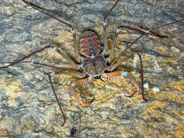 Acanthophrynus coronatus – Baja Whipscorpion | Massive 14–16" Whipspan | Live Arrival Guarantee | TDE