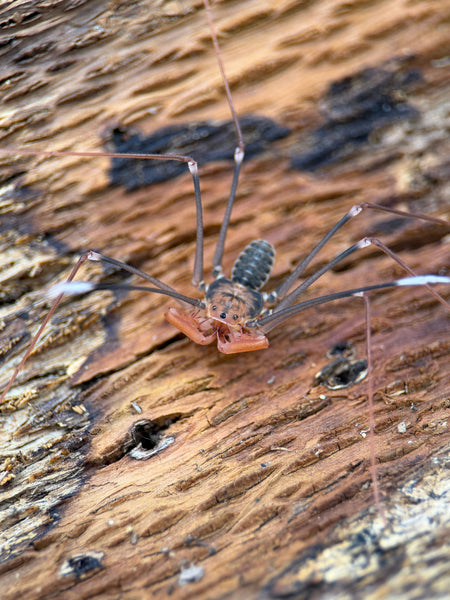Acanthophrynus coronatus – Baja Whipscorpion | Massive 14–16" Whipspan | Live Arrival Guarantee | TDE