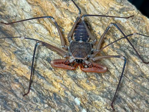 Acanthophrynus coronatus – Baja Whipscorpion | Massive 14–16" Whipspan | Live Arrival Guarantee | TDE