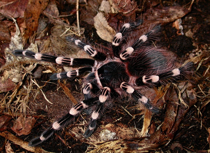 Acanthoscurria geniculata – Brazilian White Knee Tarantula | Massive Terrestrial Species | Live Arrival  | TDE