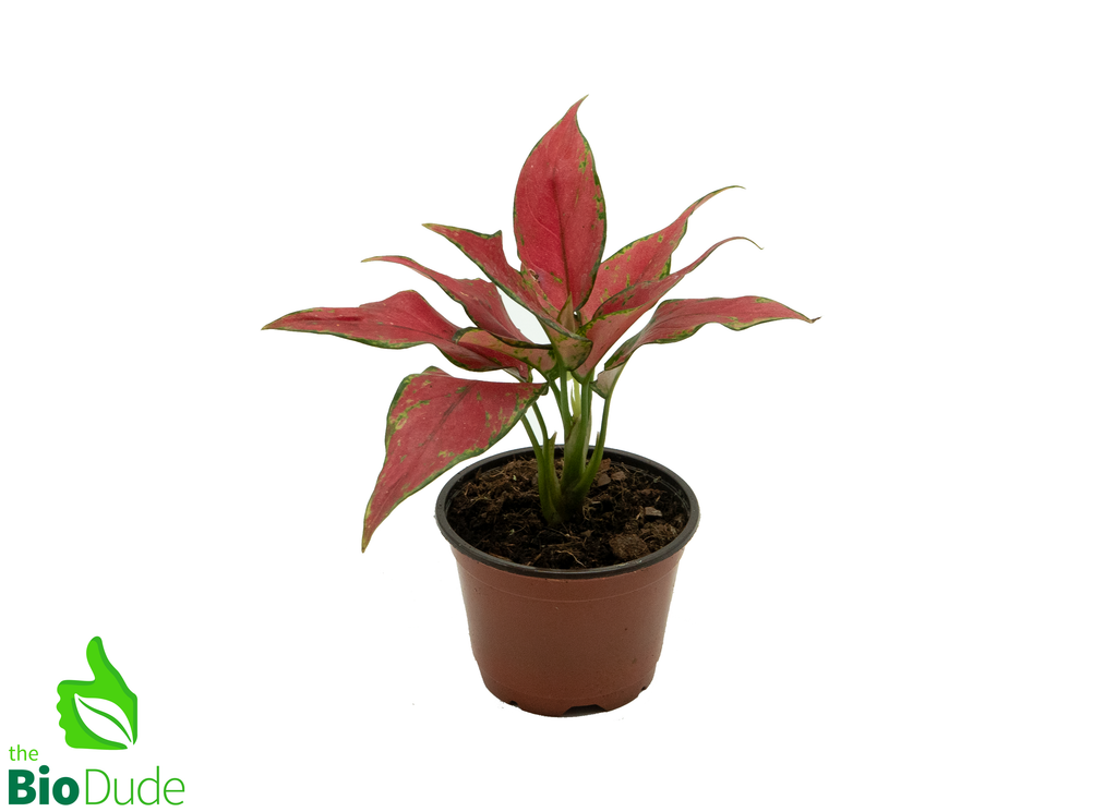 4" Pot Aglaonema Ruby Garuda