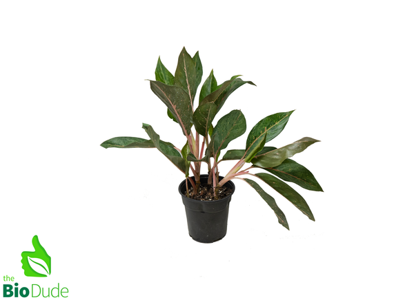 6" Pot Aglaonema Amelia Lane
