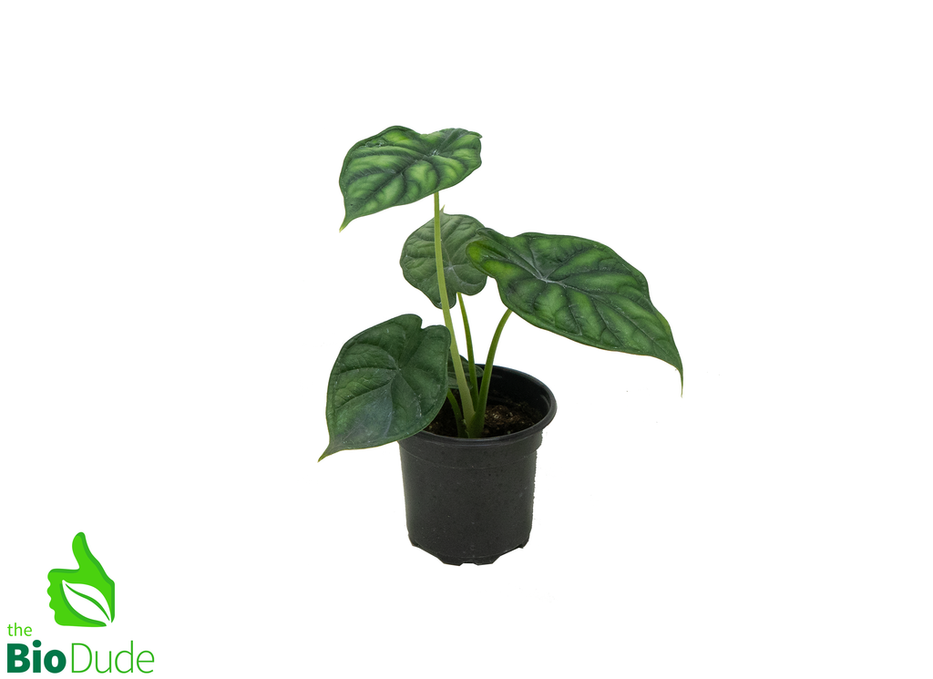 4" Pot Alocasia Dragon Scale