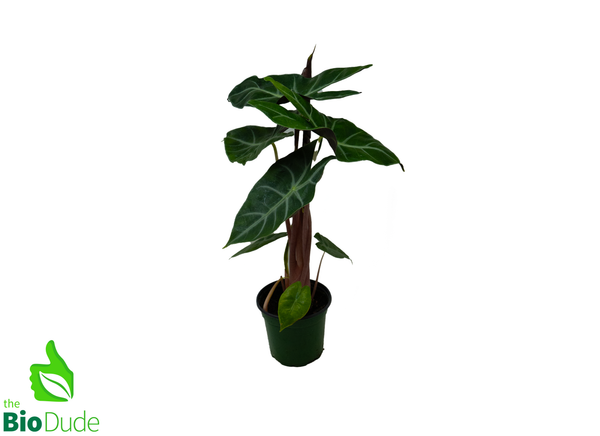 4" Pot Alocasia Morocco