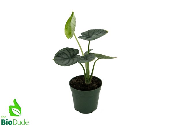 4" Pot Alocasia Silver Dragon