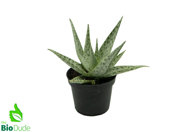 4" Pot Aloe White Fox