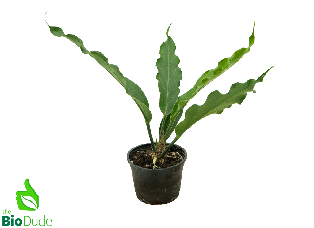 4" Pot Anthurium Hookeri