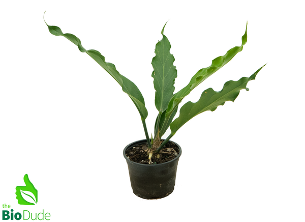 4" Pot Anthurium Hookeri