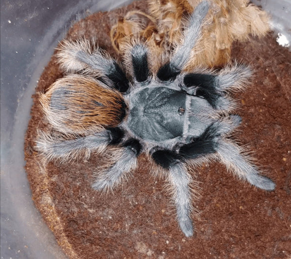 Aphonopelma madera – Madera Canyon Black Tarantula | Live Arrival Guarantee  | TDE