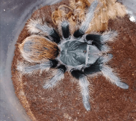 Aphonopelma madera – Madera Canyon Black Tarantula | Live Arrival Guarantee  | TDE