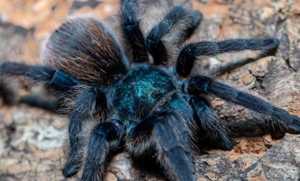 Aphonopelma mooreae – Mexican Jade Fuego Tarantula | Holy Grail New World Species | Live Arrival Guarantee  | TDE