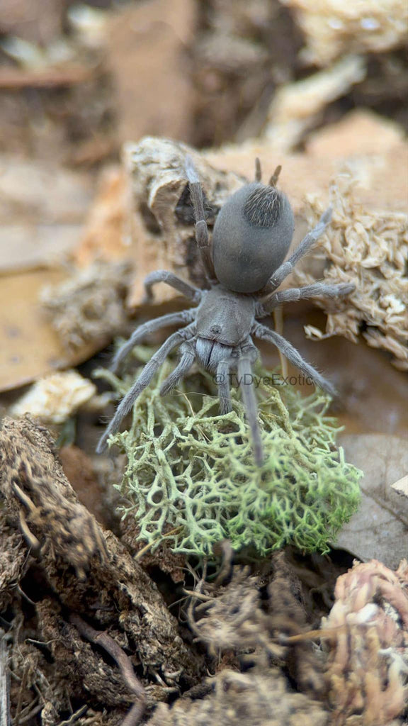 Aphonopelma paloma – Paloma Dwarf Tarantula | Arizona Native | Live Arrival Guarantee  | TDE