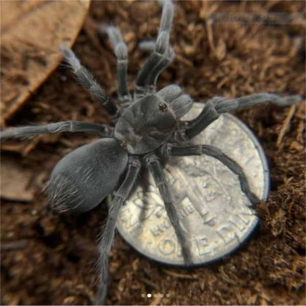 Aphonopelma paloma – Paloma Dwarf Tarantula | Arizona Native | Live Arrival Guarantee  | TDE