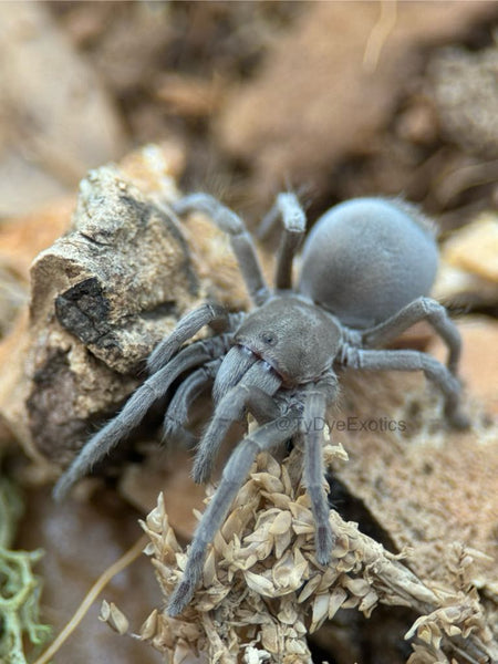 Aphonopelma paloma – Paloma Dwarf Tarantula | Arizona Native | Live Arrival Guarantee  | TDE
