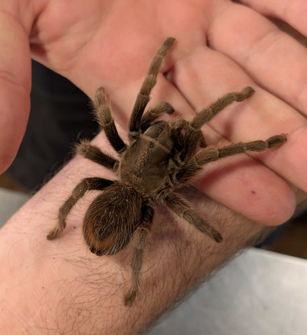 Aphonopelma steindachneri – Steindachner's Ebony Tarantula | Jet-Black New World Beauty | Live Arrival  | TDE
