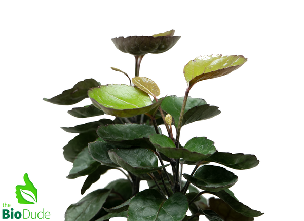 6" Pot Aralia Fabian