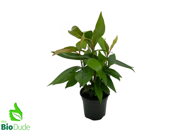 4" Pot Ardisia Humilis