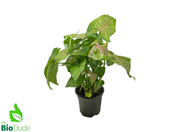 4" Pot Arrowhead Berry Allusion