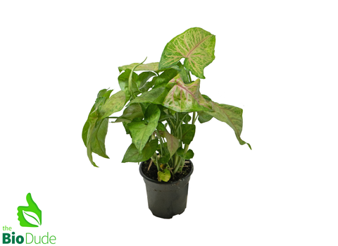4" Pot Arrowhead Berry Allusion