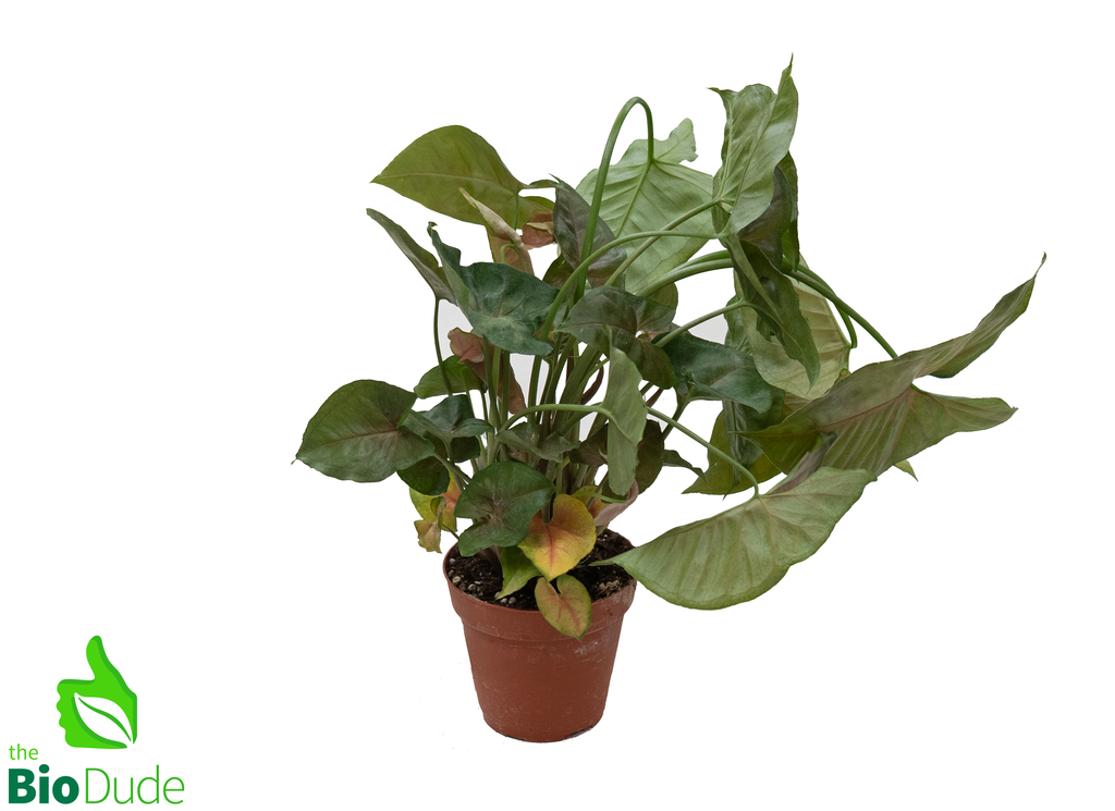 4" Pot Arrowhead Merry Maria