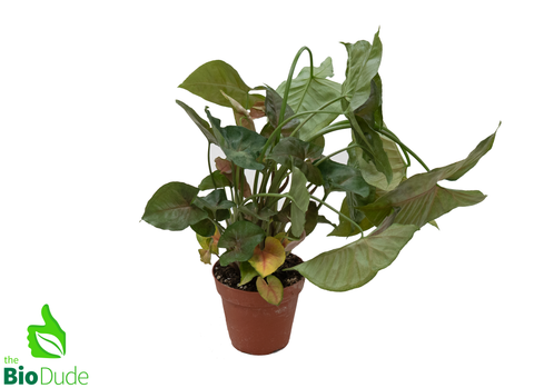 4" Pot Arrowhead Merry Maria