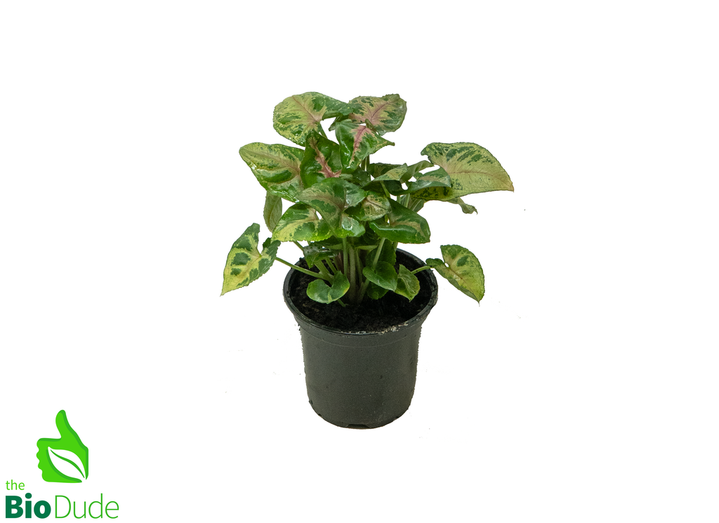 4" Pot Arrowhead Tiffany