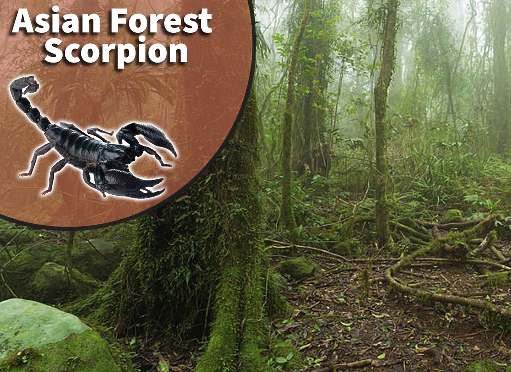 Asian Forest Scorpion (Heterometrus species) Bioactive Vivarium Kit