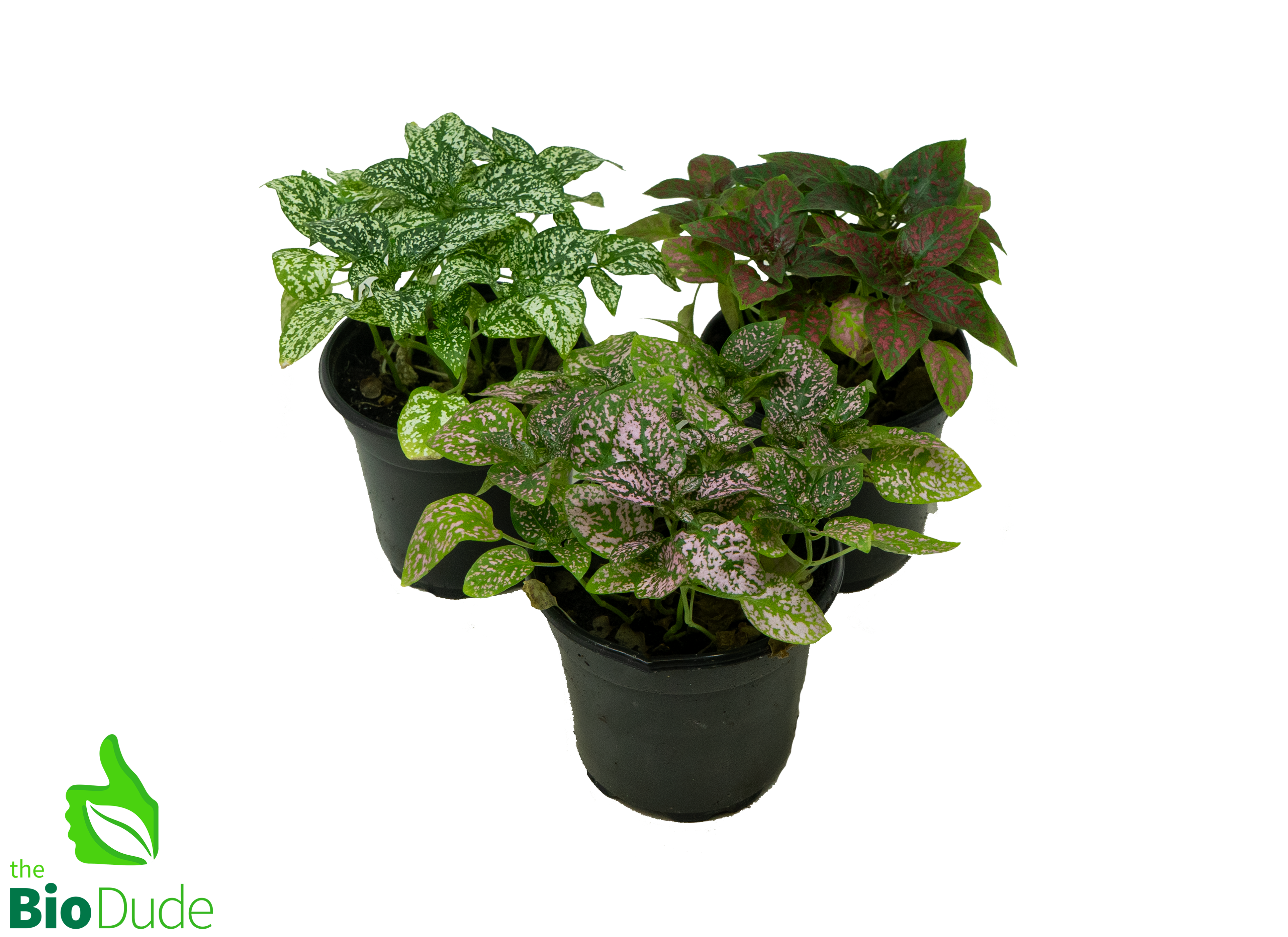 terrarium polka dot plant 4" Pot Assorted Polka Dot Plant – The Bio Dude