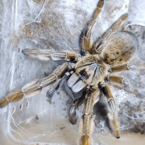 Augacephalus junodi – Golden Baboon Tarantula | Striking Old World Baboon Species | Live Arrival Guarantee | TDE