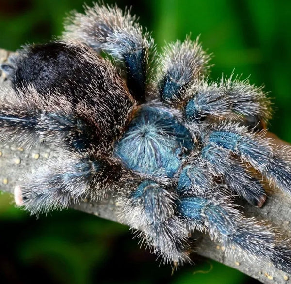 Avicularia avicularia M6 – Metallic Pink Toe Tarantula | Shimmering Morphotype | TDE