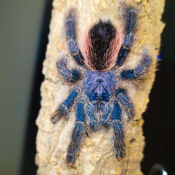 Avicularia juruensis M2 - Peru Purple Pink Toe Tarantula for Sale | Live Arrival Guarantee  | TDE