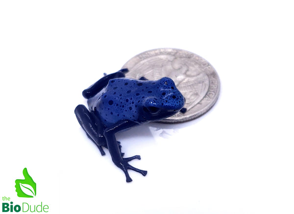 Dendrobates tinctorius ‘Azureus’ froglet