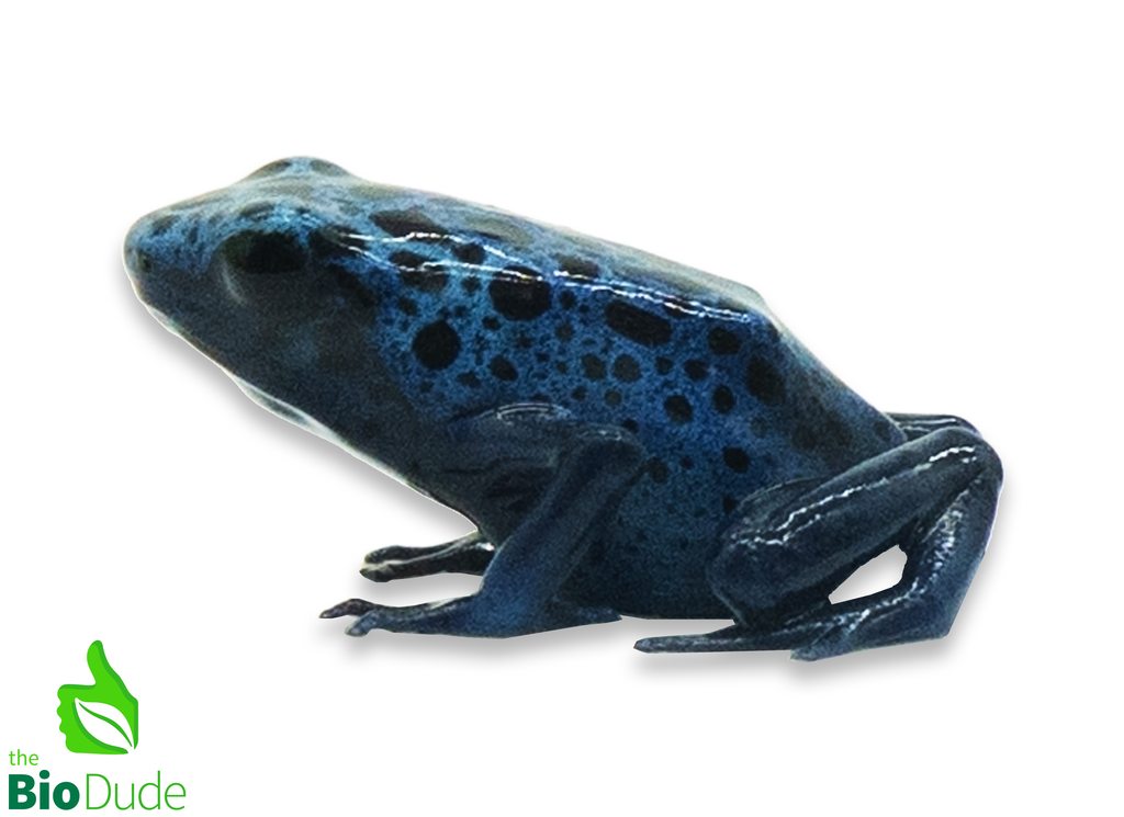 Dendrobates tinctorius ‘Azureus’ (captive-bred) |  Blue Poison Dart Frog