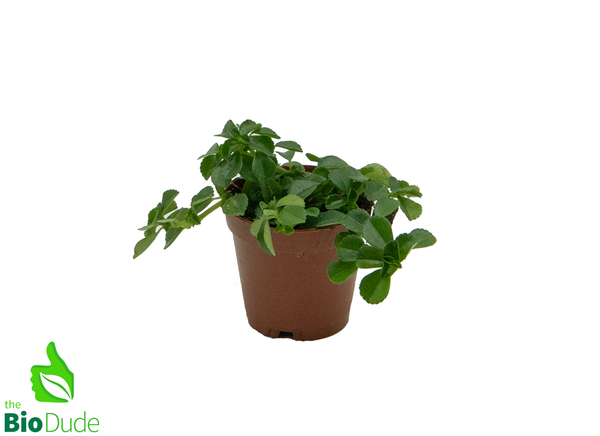 2" Pot Pilea Baby Tears