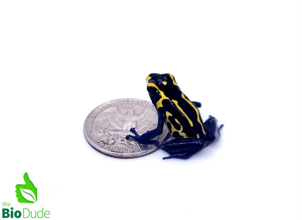 Dendrobates tinctorius ‘Bakhuis’ froglet