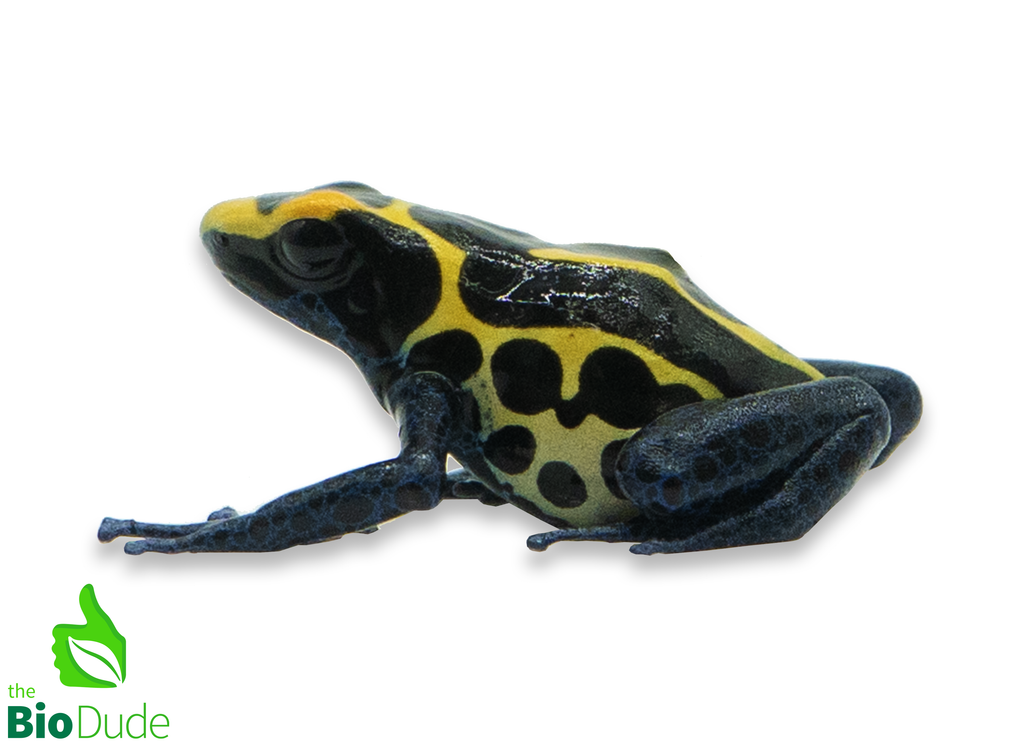 Dendrobates tinctorius ‘Bakhuis’ (Captive Bred) | Dyeing Poison Dart Frog