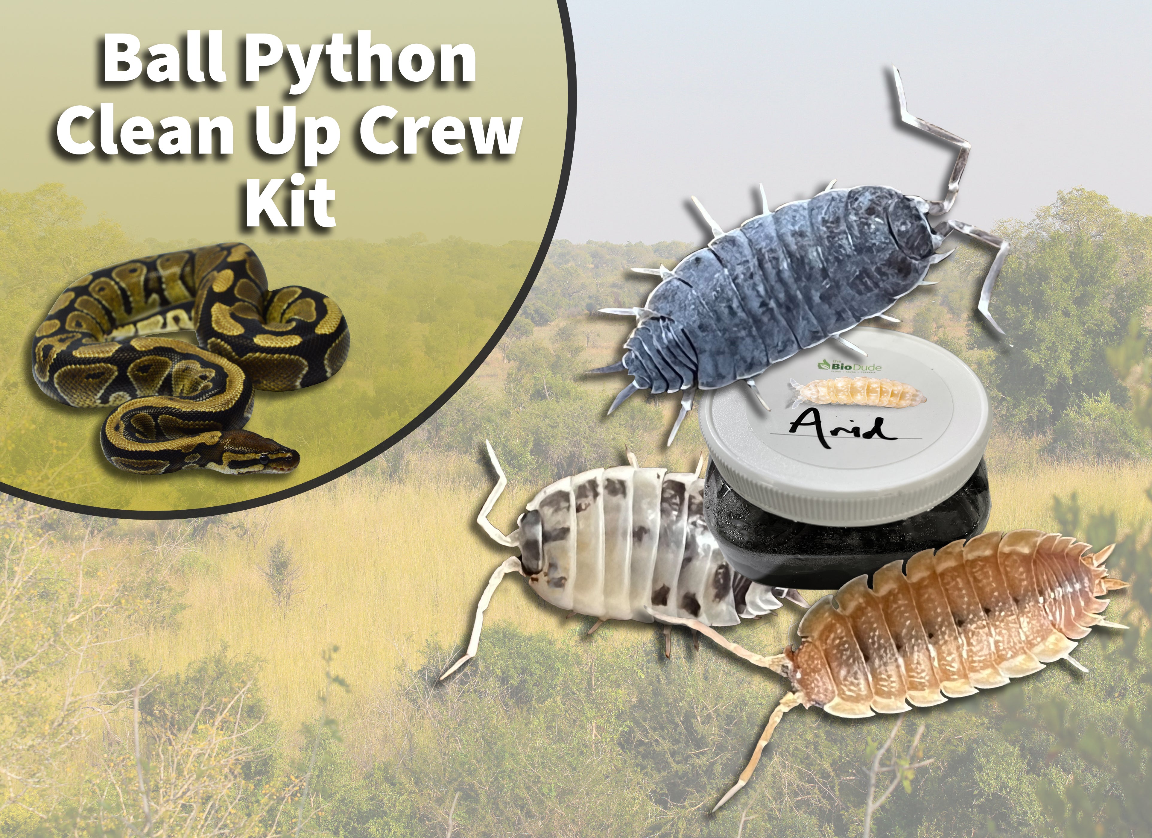 Ball Python Clean Up Crew | Springtails and Isopods | Shop the Bio Dude