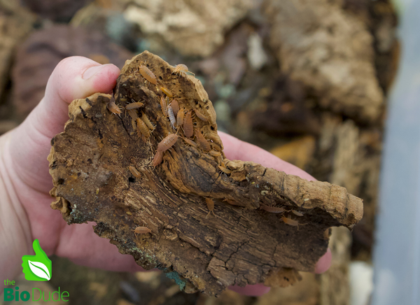 Porcellionides pruinosus "Powder Orange" Isopods FREE SHIPPING