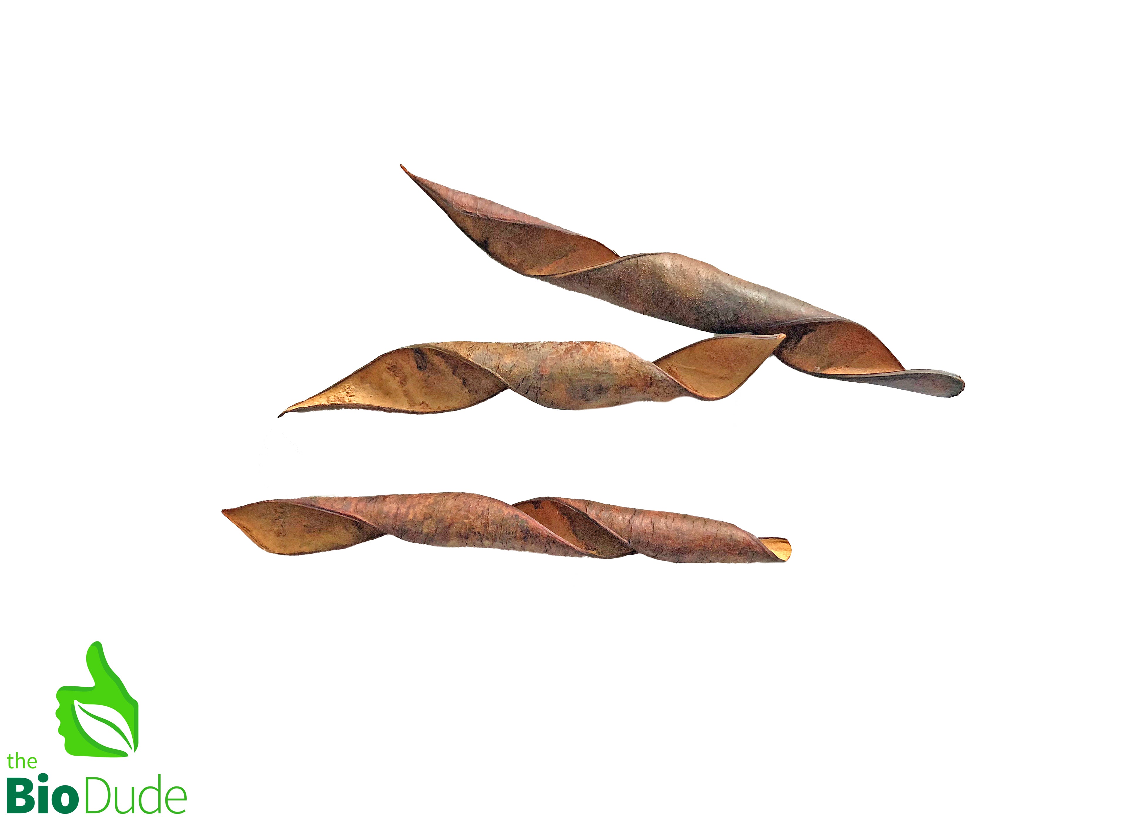 planting pride of barbados seed pods Bride of Barbados Seed Pod 3 pack – The Bio Dude
