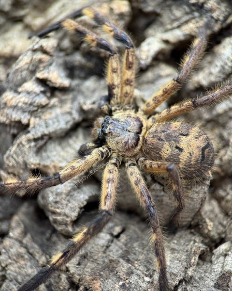 Barylestes occidentalis – Cameroon Tiger Huntsman Spider | Striking African Sparassid | Live Arrival Guarantee | TDE