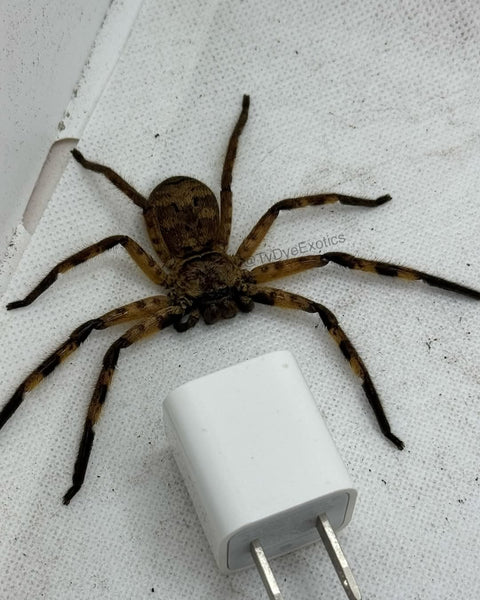 Barylestes occidentalis – Cameroon Tiger Huntsman Spider | Striking African Sparassid | Live Arrival Guarantee | TDE