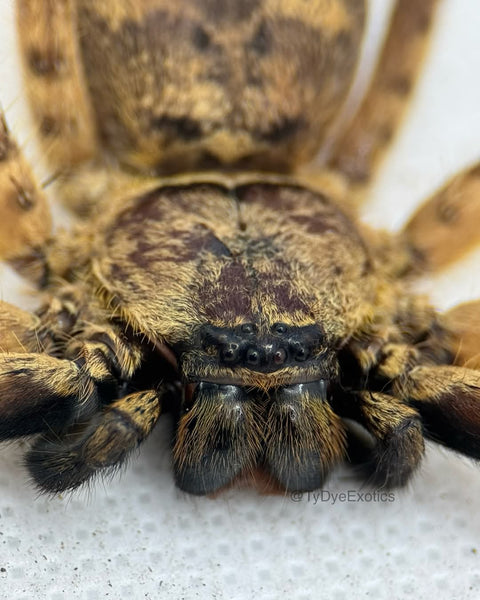Barylestes occidentalis – Cameroon Tiger Huntsman Spider | Striking African Sparassid | Live Arrival Guarantee | TDE