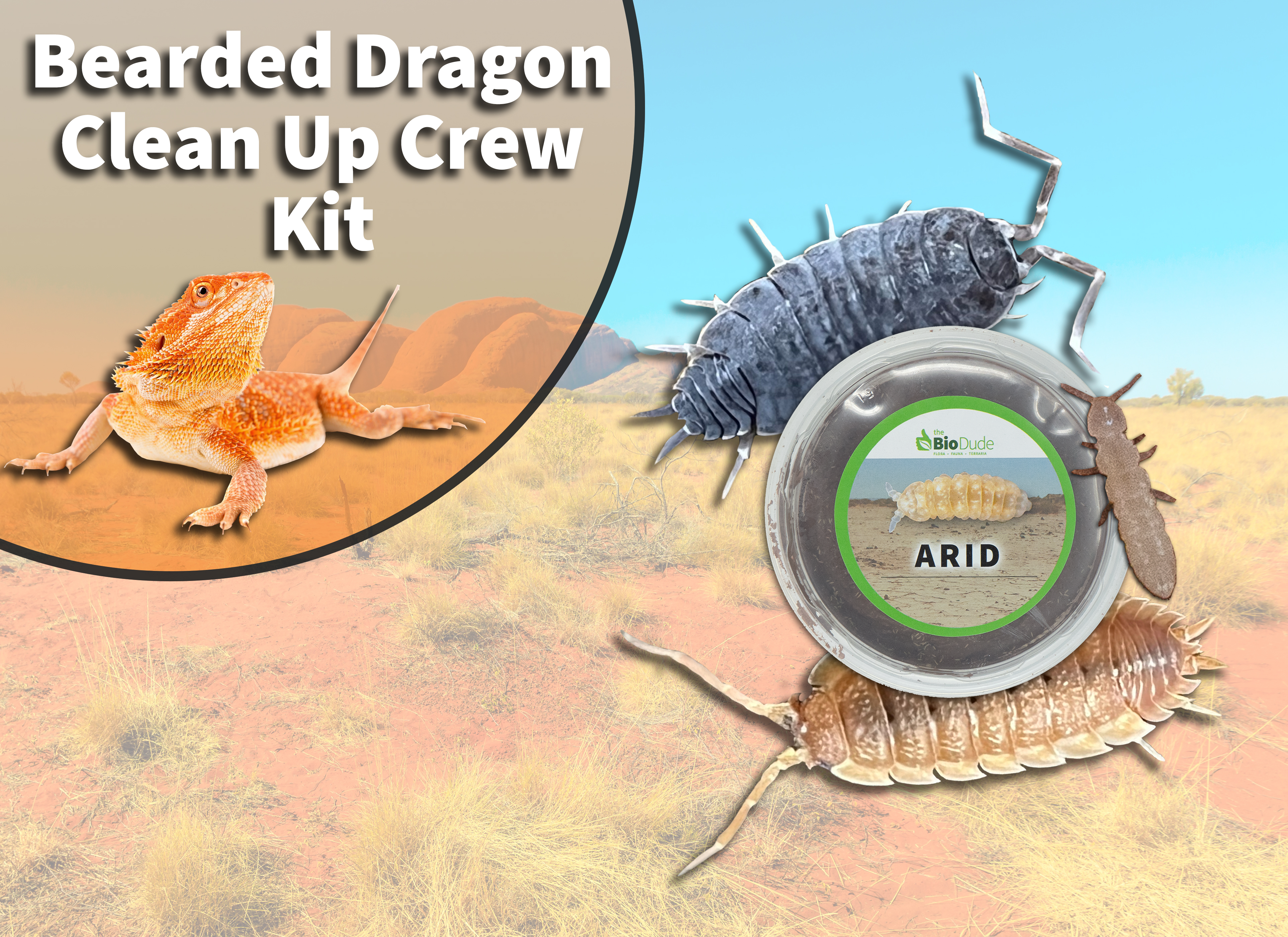 air plants bearded dragons Bearded Dragon Clean Up Crew | Isopods and Springtails